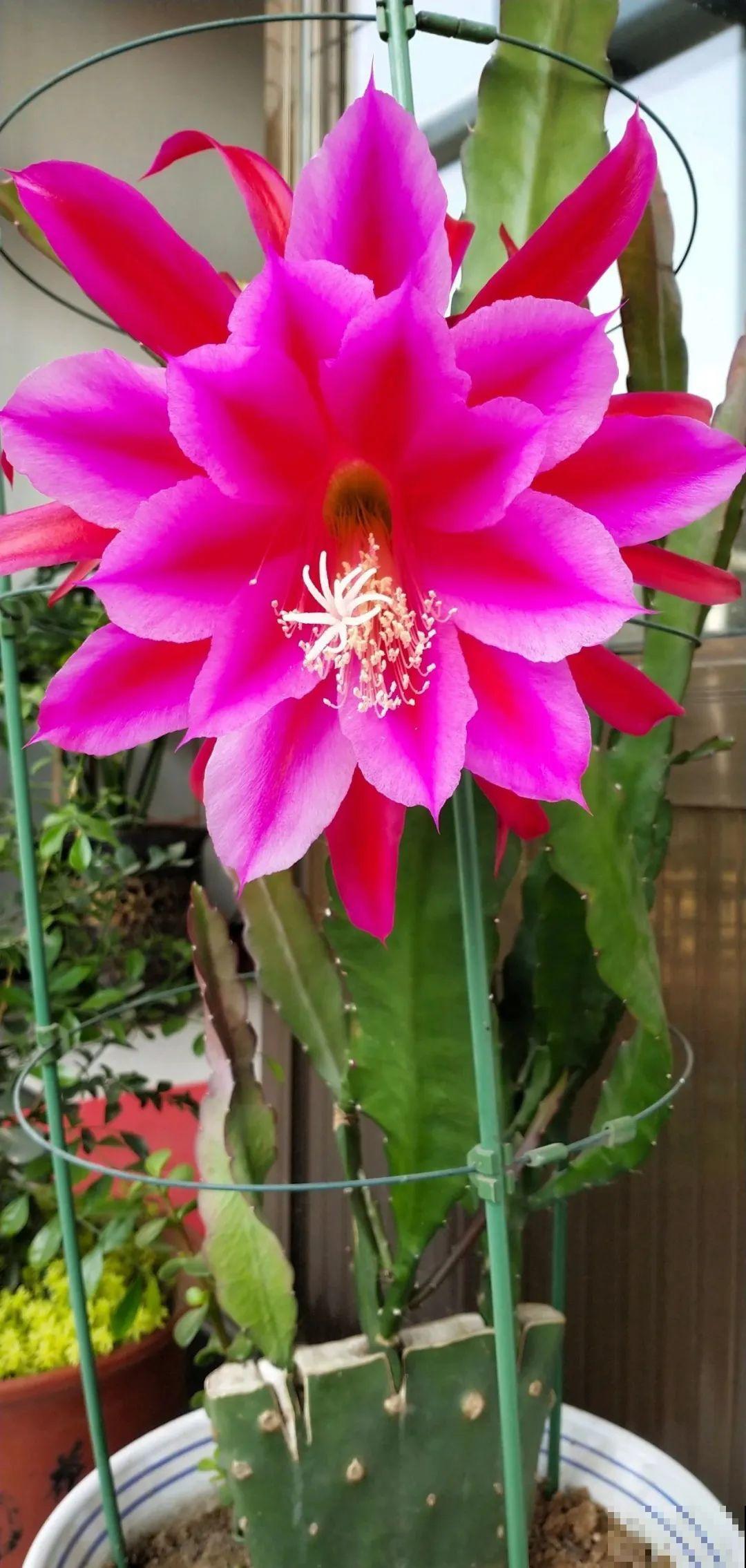 1种花，名叫假昙花，开花上百朵，美翻了
