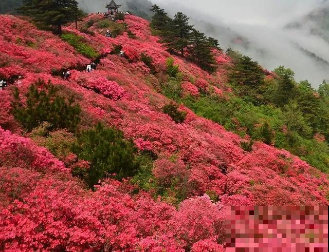 地栽的花就是强大，屋外疯长一院子，屋内孱弱不开花