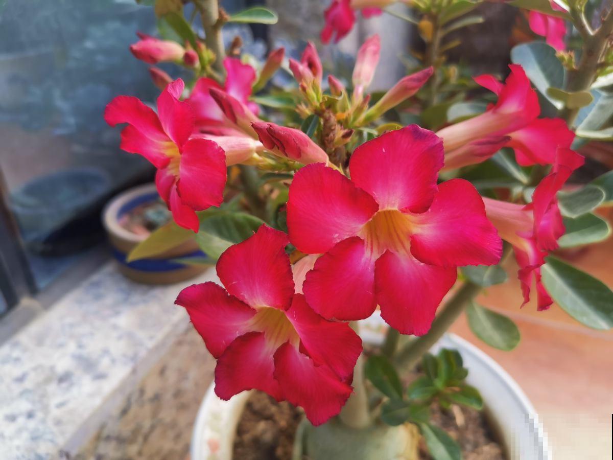 三角梅要想养成大花树，记住一个“旱”字，呼呼开花不停