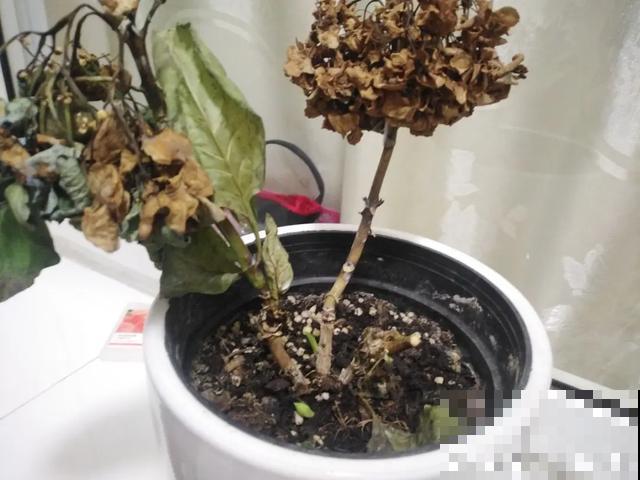 地栽的花就是强大，屋外疯长一院子，屋内孱弱不开花