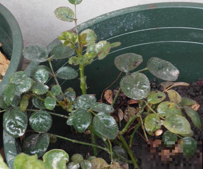 养花最怕遇到这4种虫害,喷点酒精,虫子秒杀,叶子蹭蹭长! 养花最怕遇到这4种虫害,喷点酒精,虫子秒杀,叶子蹭蹭长!