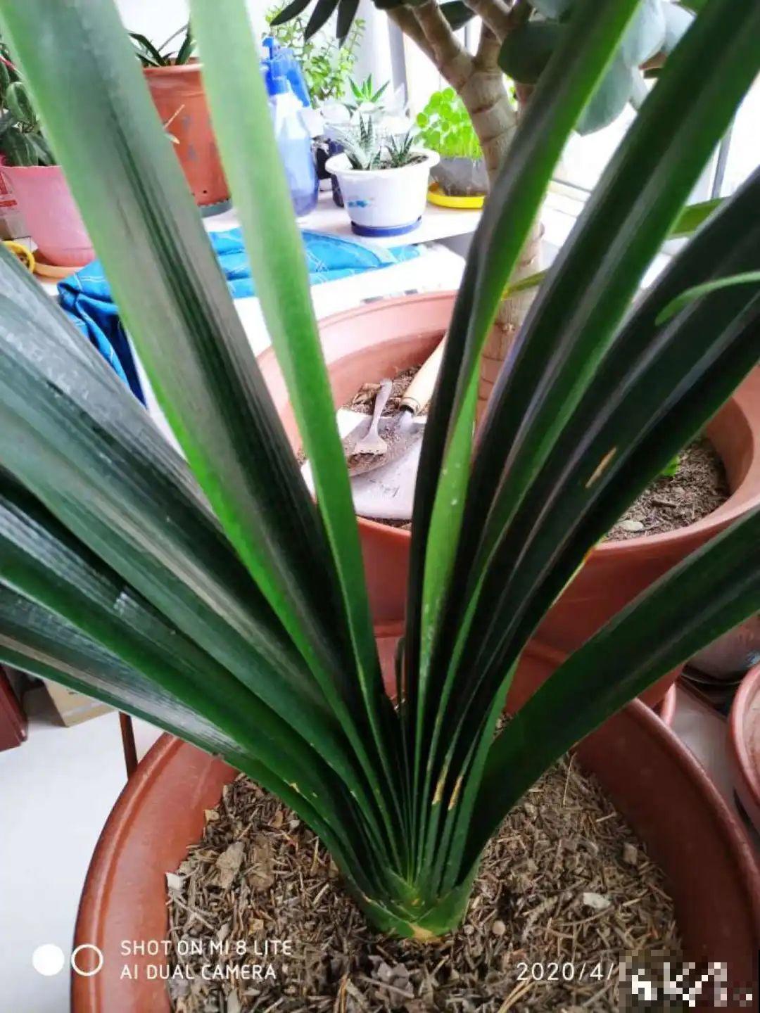 家里养这20种花,呼呼开花,花多得看不见叶 家里养这20种花,呼呼开花,花多得看不见叶