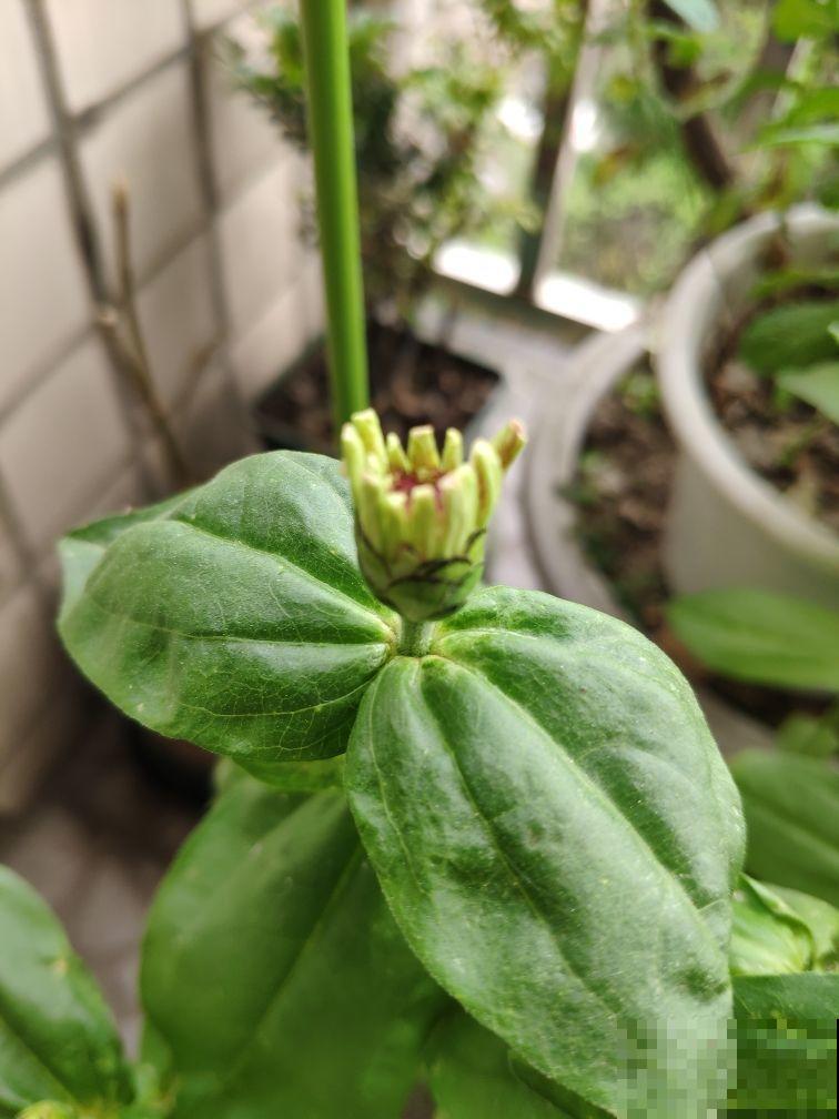 想赏花却不想费时间,那就养几棵百日草,皮实又漂亮! 想赏花却不想费时间,那就养几棵百日草,皮实又漂亮!