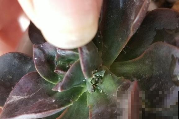 多肉半死不活不长个,可能是没有服盆,赶紧看看! 多肉半死不活不长个,可能是没有服盆,赶紧看看!