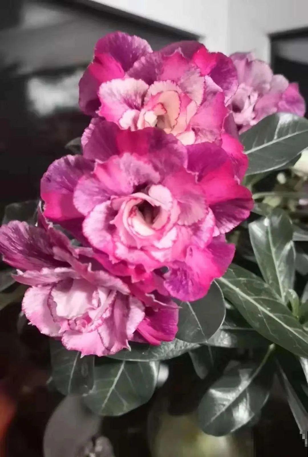 18种难养的花，把握一个点，就能起死回生！