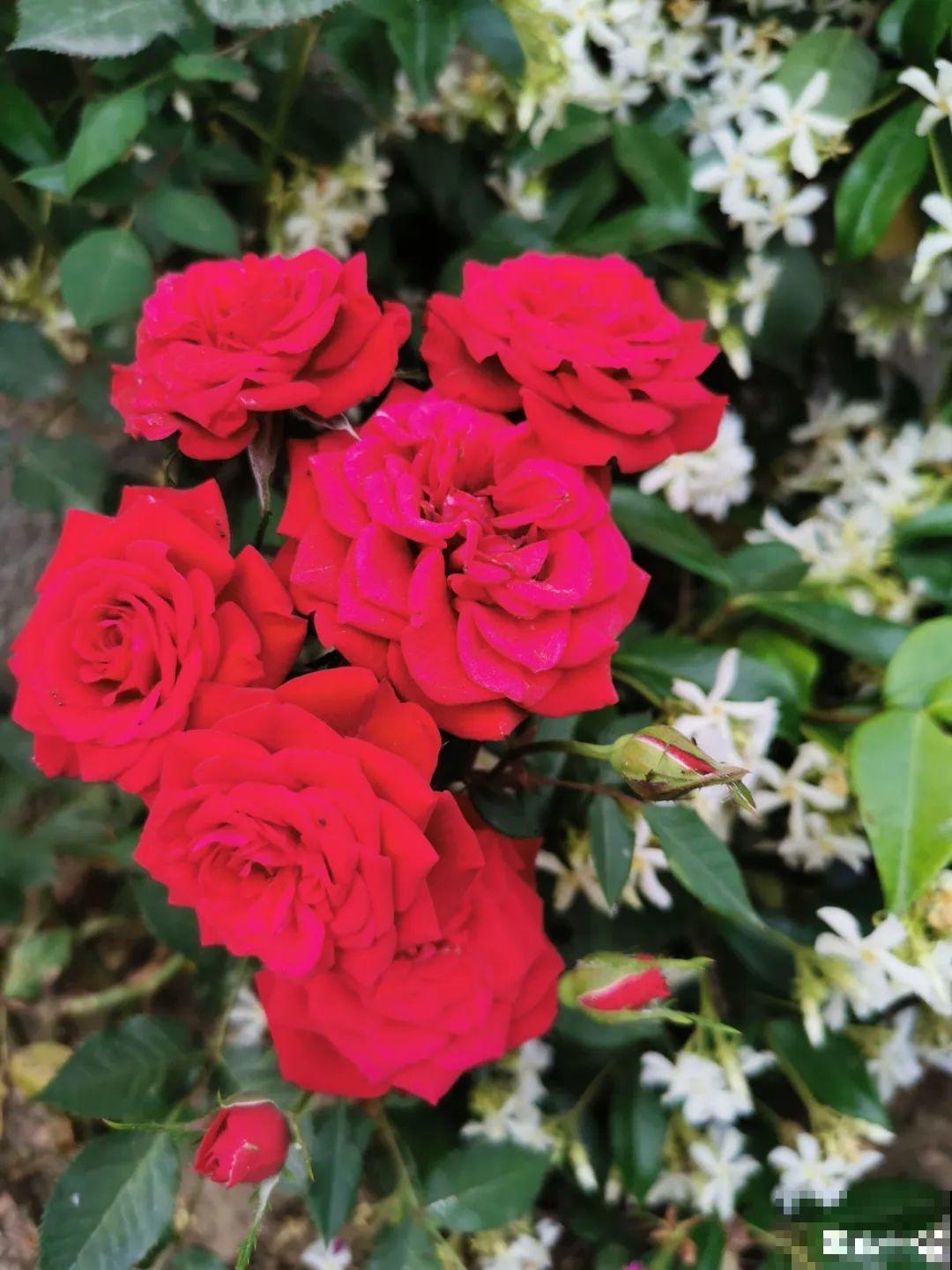 6种花就是磨人精,再也不想养了,累感不爱! 6种花就是磨人精,再也不想养了,累感不爱!