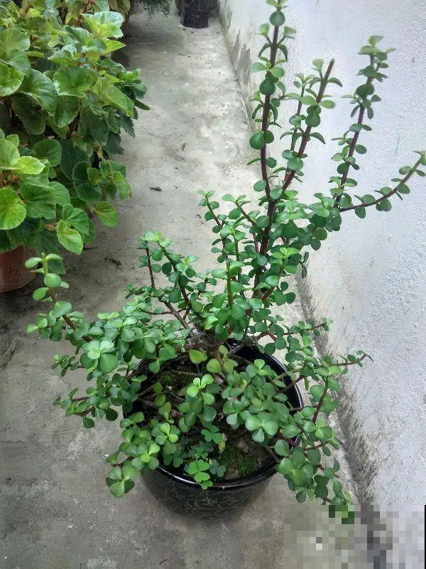 虎皮兰,红掌,吊兰养成老桩,变成大树,真壮观! 虎皮兰,红掌,吊兰养成老桩,变成大树,真壮观!