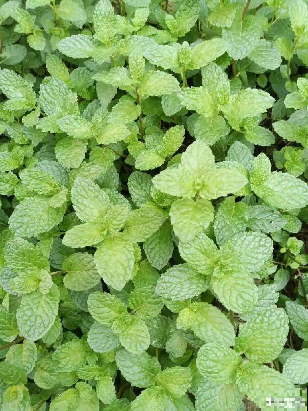 家里养这20种花,呼呼开花,花多得看不见叶 家里养这20种花,呼呼开花,花多得看不见叶