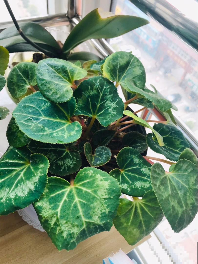 4种花想要度夏，给它剃个平头，来年呼呼长爆盆