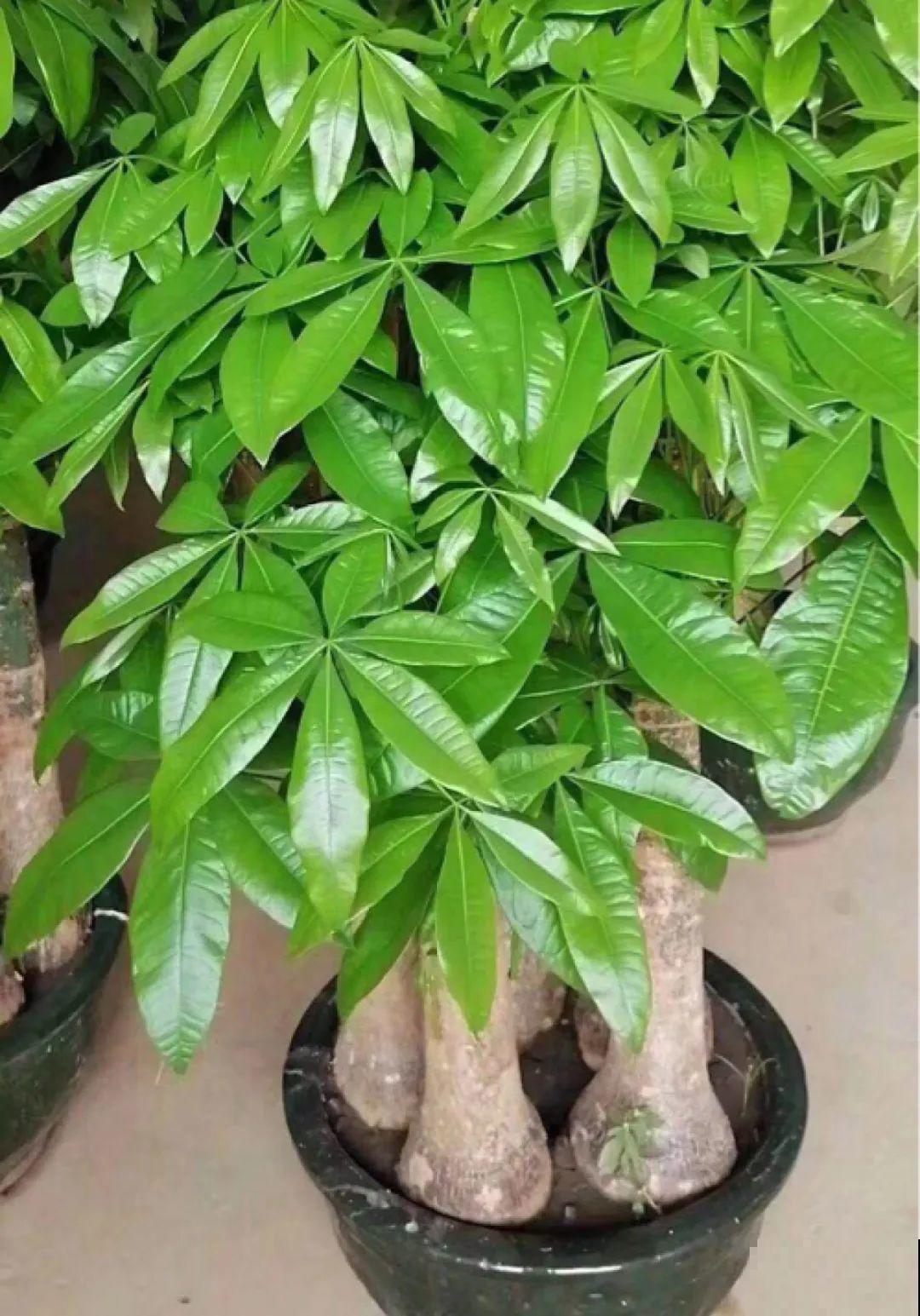 6种花不休眠，天热多浇水，才能长得快！