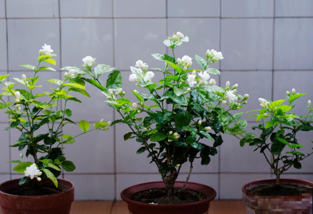 清香好闻的茉莉花，原来有这么多品种，长见识了！