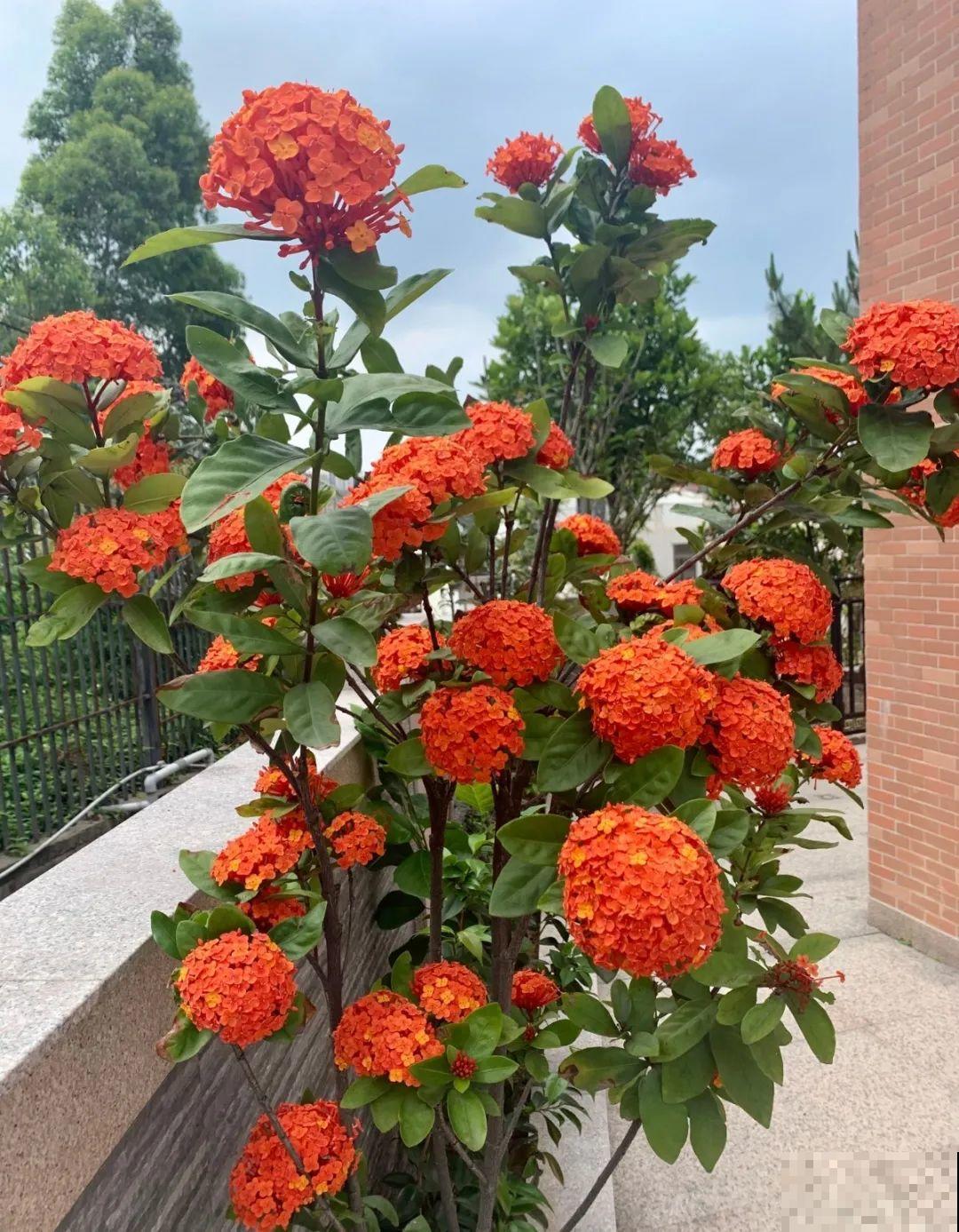 这20种花，晒不死、热不死，天热一直狂开花！