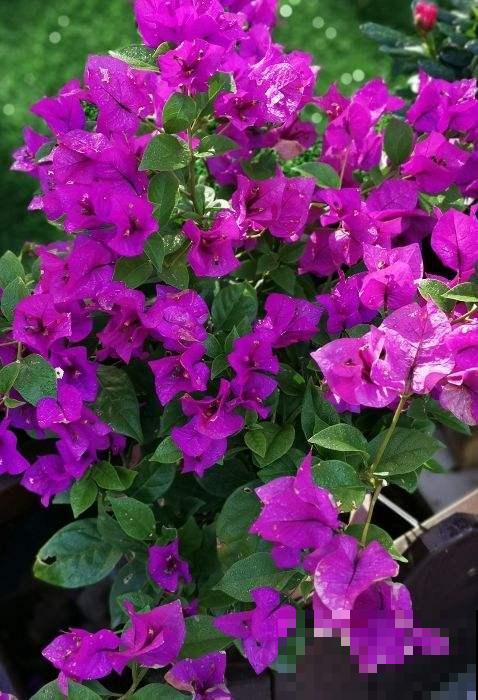 三角梅要想养成大花树，记住一个“旱”字，呼呼开花不停