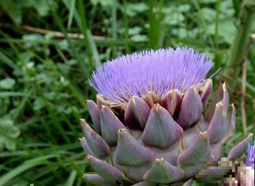 路边一种野菜，味道超级好吃，没想到开花也好看！