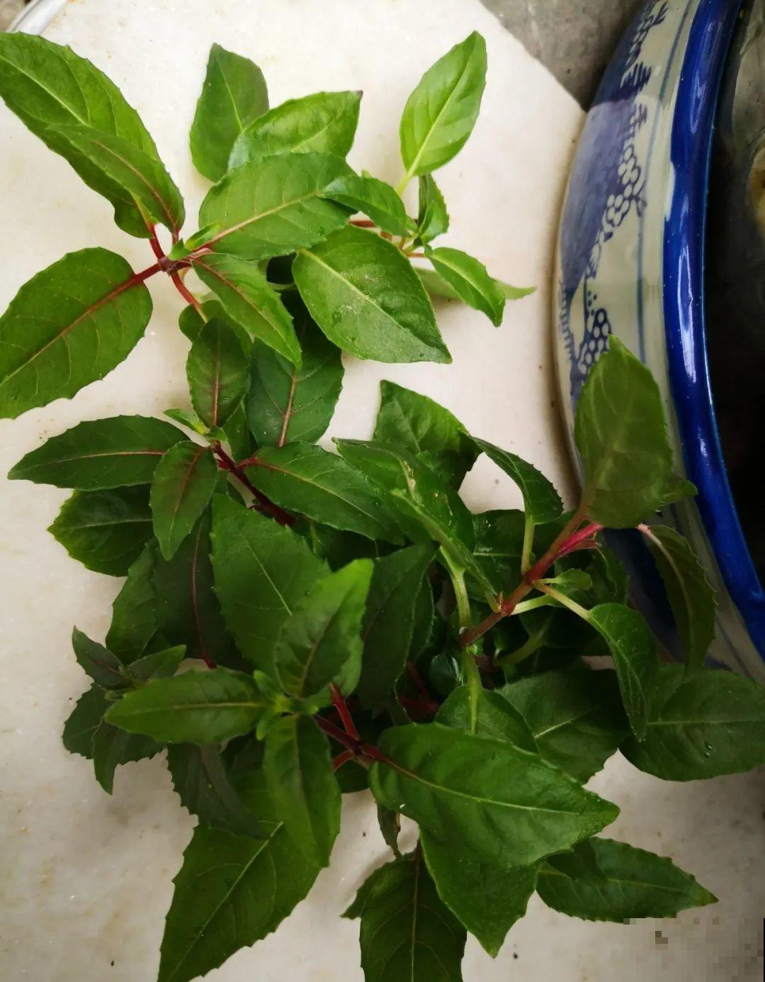 8种花夏天太容易死,现在赶紧扦插,死了也不心疼! 8种花夏天太容易死,现在赶紧扦插,死了也不心疼!