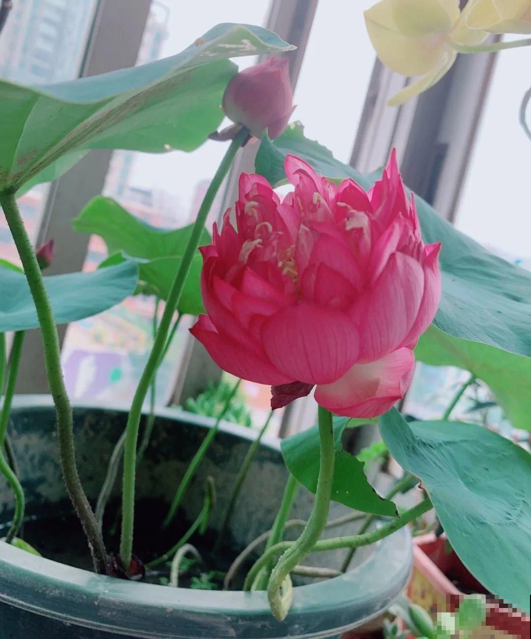 这20种花，晒不死、热不死，天热一直狂开花！