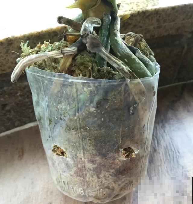 夏天潮湿闷热，一不小心花就烂根，看准时机砍掉，照样长出新叶子