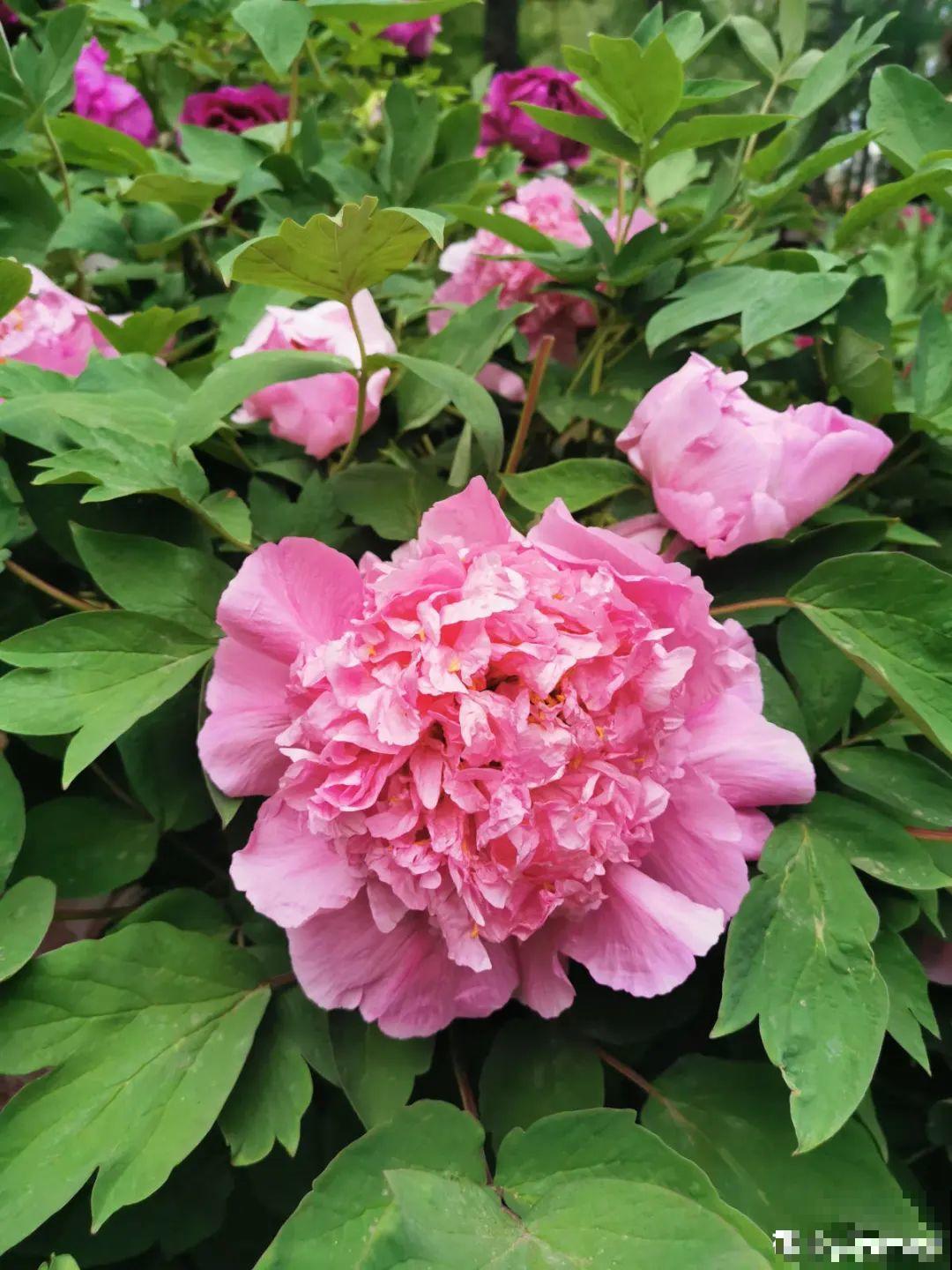 7种花会伪装，夏天会假死，好好养护秋天还能活