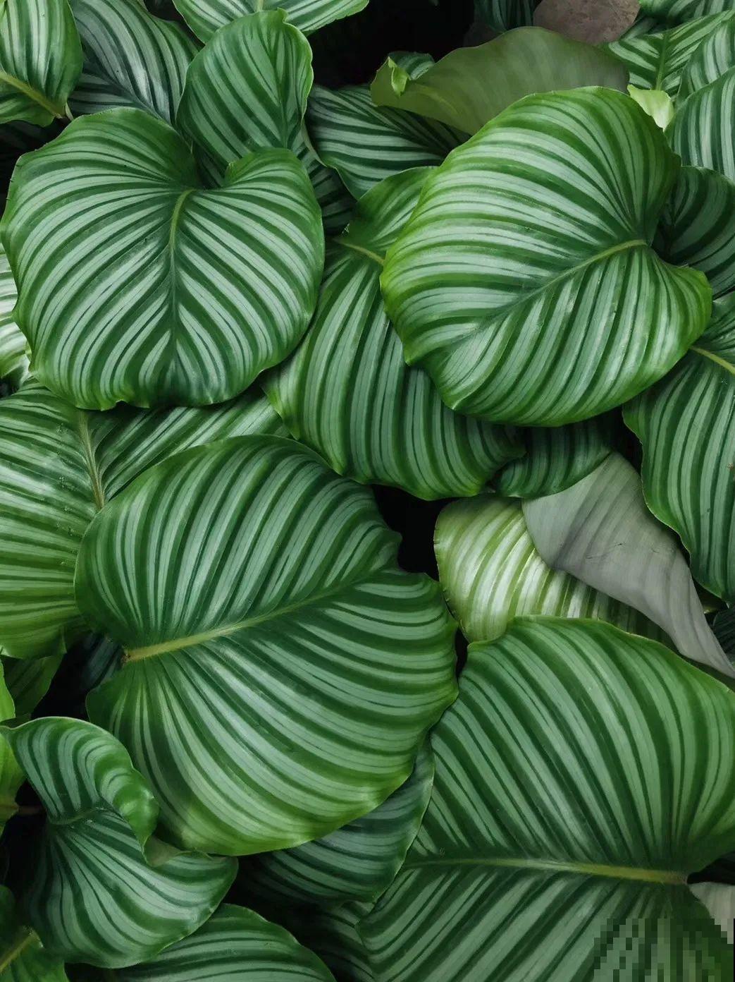 特干净的10种花,天热养一盆,家里特凉快! 特干净的10种花,天热养一盆,家里特凉快!