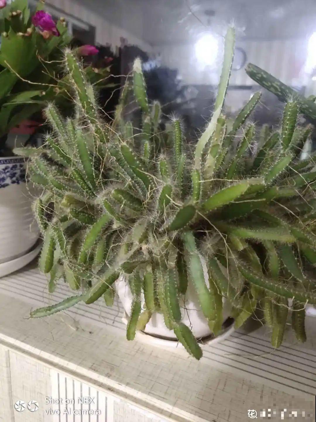 吃剩的果核不要丢,水里泡一泡,能变成清新小绿植! 吃剩的果核不要丢,水里泡一泡,能变成清新小绿植!