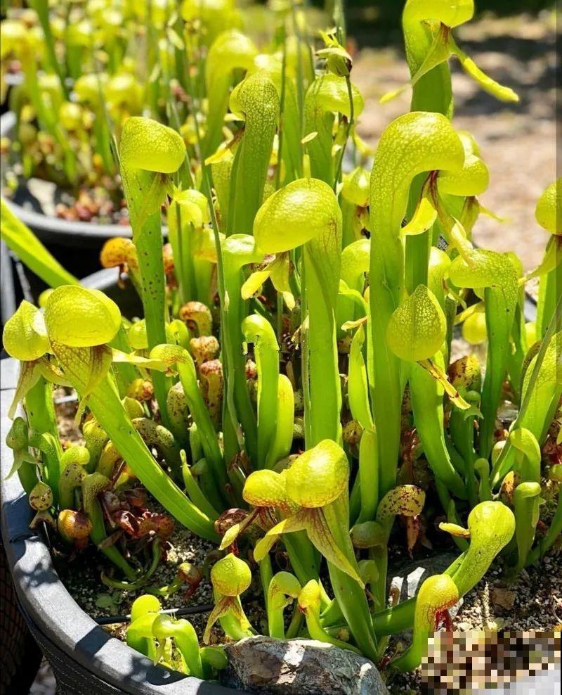 5种能吃蚊虫的花,家里养一盆,蚊子灭光光! 5种能吃蚊虫的花,家里养一盆,蚊子灭光光!