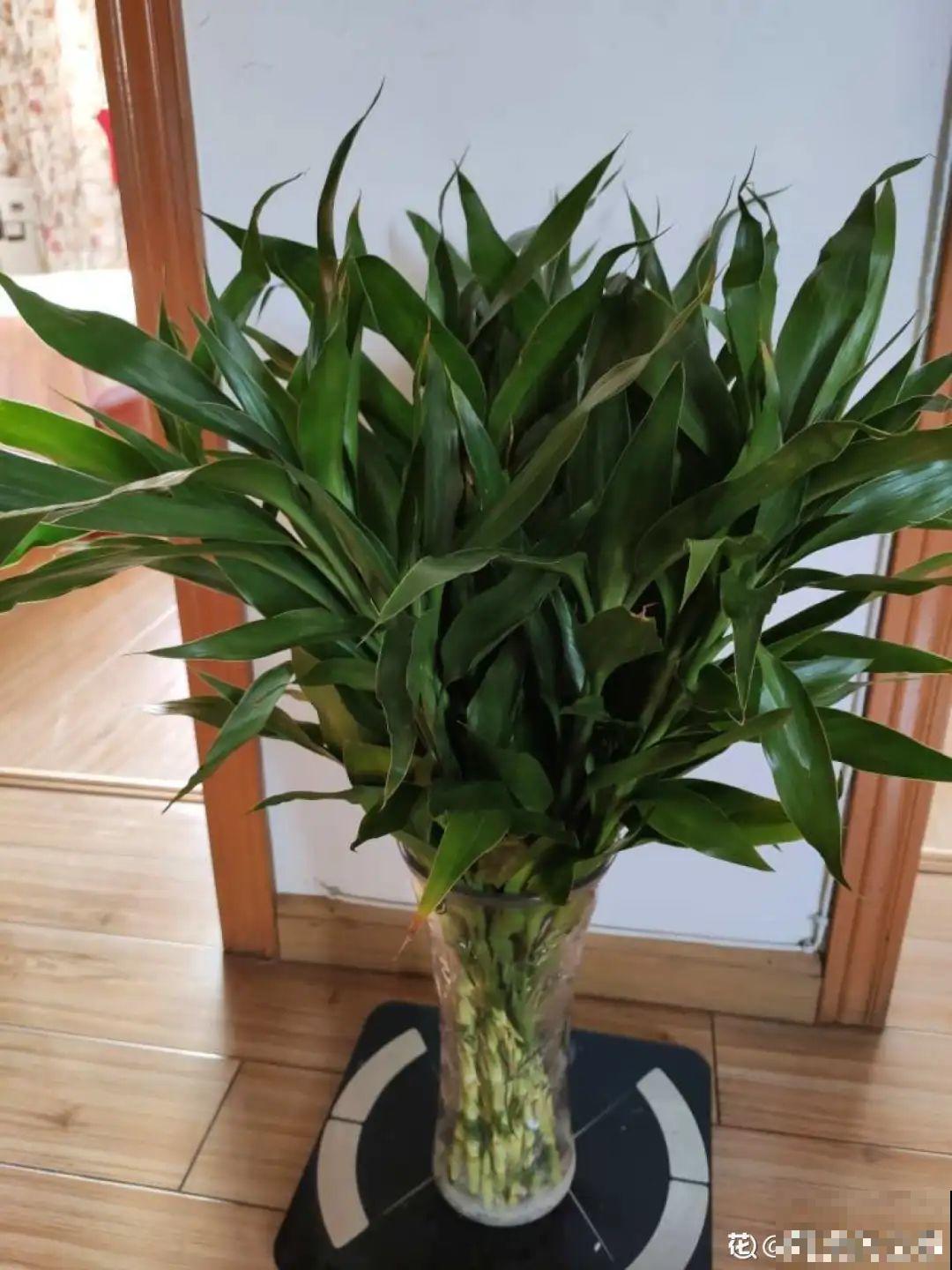 家里养这20种花,呼呼开花,花多得看不见叶 家里养这20种花,呼呼开花,花多得看不见叶