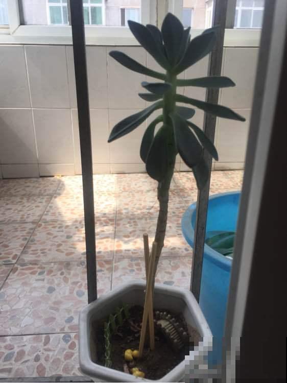 新手养花，居然养成这个样子，笑死我了
