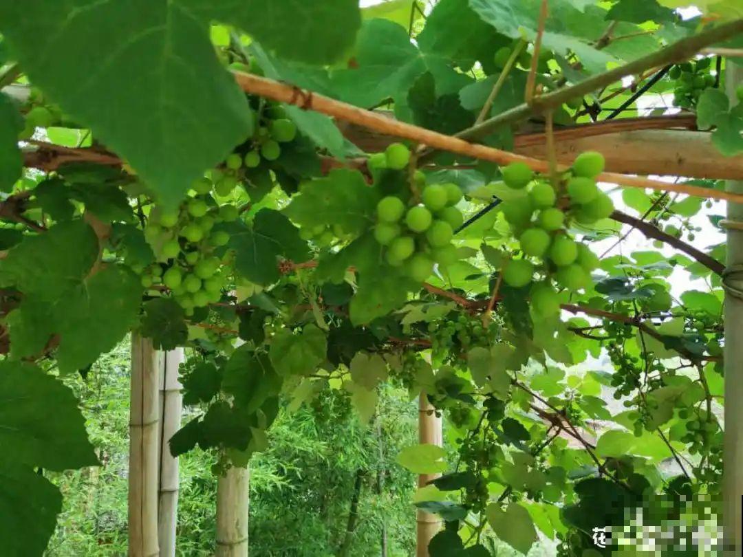 家里养棵桑葚，夏天结果满树都是，咬一口甘甜美味！
