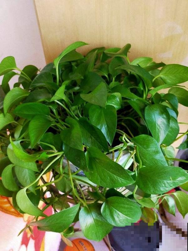 一个房间一盆花，清新驱蚊虫，夜夜睡得香