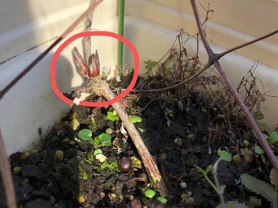 20种花,夏天要休眠,一浇水就死! 20种花,夏天要休眠,一浇水就死!