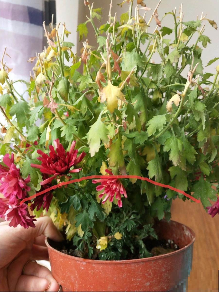 8种花，5月要赶紧修剪，剪完了还能窜新芽