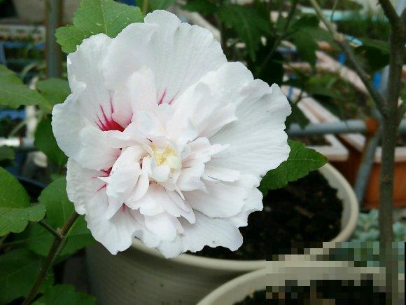 路边的木槿花开了,老人摘了一大筐,上锅蒸比肉还香! 路边的木槿花开了,老人摘了一大筐,上锅蒸比肉还香!