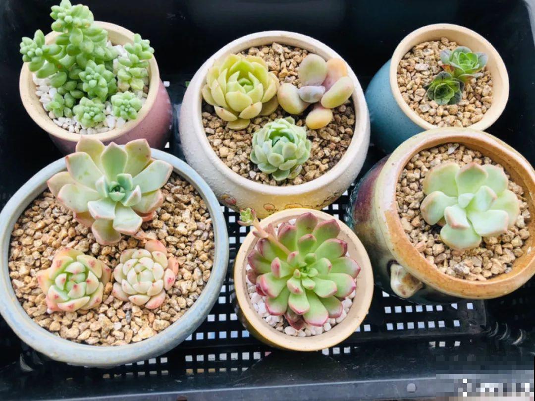 花一变这样，就是休眠了，赶紧换个地方养！