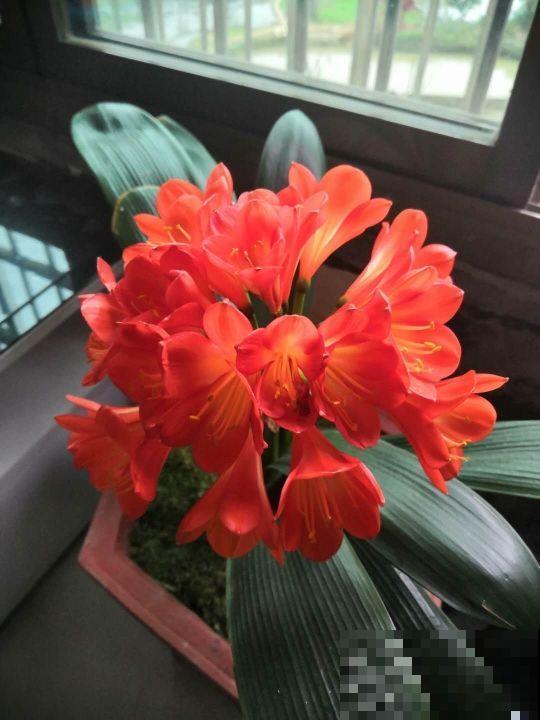 想让君子兰正常开花，那么就要学会几个妙招，再也不夹箭！