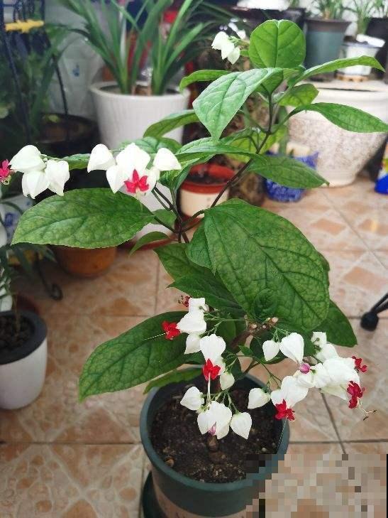 花也爱喝感冒颗粒，溶化后喂花喝掉，就像打了鸡血一般！