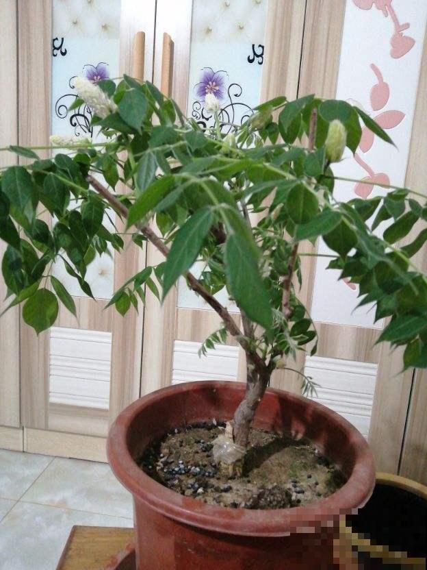 紫藤开花宛如紫色瀑布，阳台种一盆，垂下花海惹邻居嫉妒！