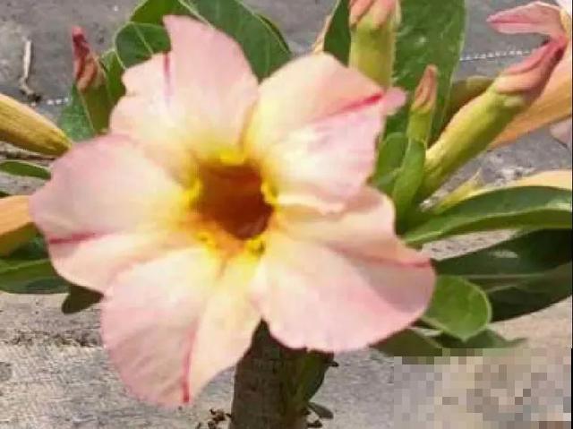 沙漠玫瑰特耐旱，大热天不浇水，也能呼呼开爆盆