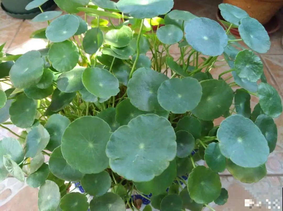 10种花就得种在大水缸，夏天不休眠，越热越开花