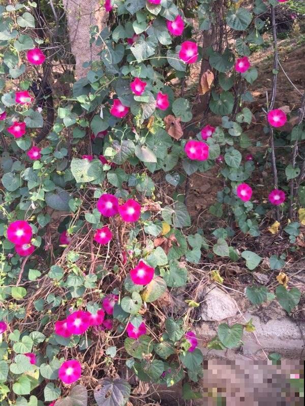 院子养3种花,嗖嗖爬满墙,夏天特凉快 院子养3种花,嗖嗖爬满墙,夏天特凉快