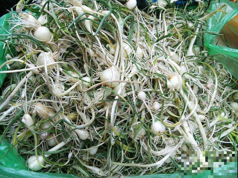 喜欢吃蒜的一定试试它，野外荒地都能长，阳台种一盆超简单！