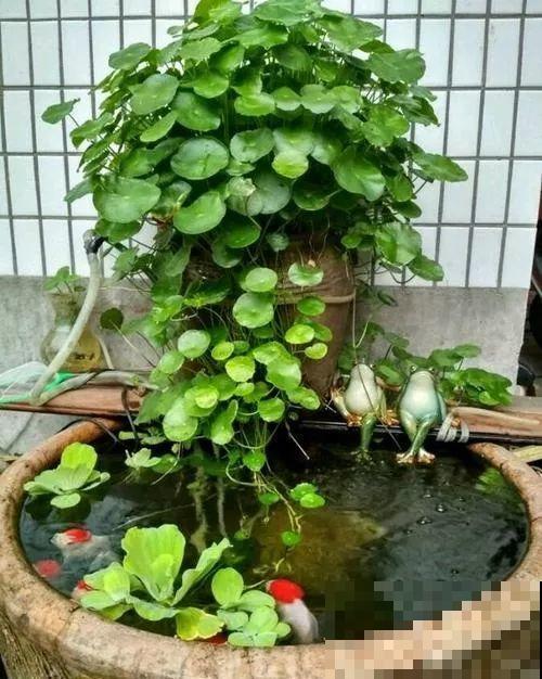 闲置的水缸占地方，不如拿来养花，生机自然气息满满！