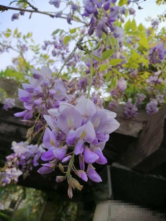 紫藤开花宛如紫色瀑布，阳台种一盆，垂下花海惹邻居嫉妒！