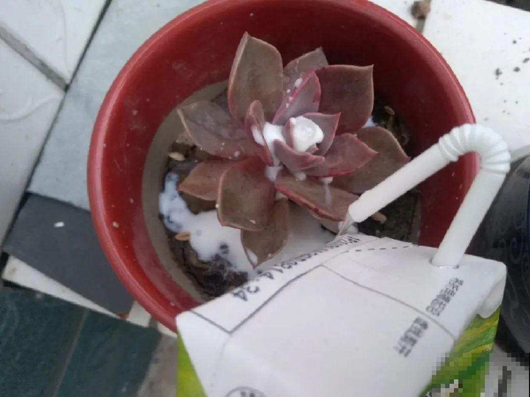 10种水有“毒”,夏天浇花,浇一盆死一盆! 10种水有“毒”,夏天浇花,浇一盆死一盆!