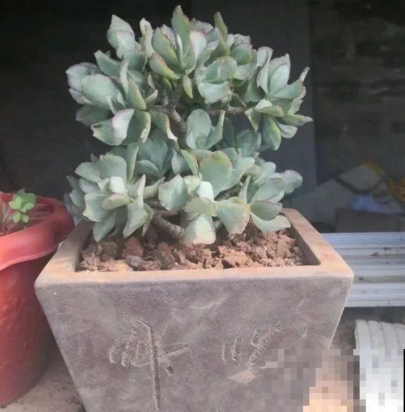家里的花长出这种叶，千万保护好，特别值钱！