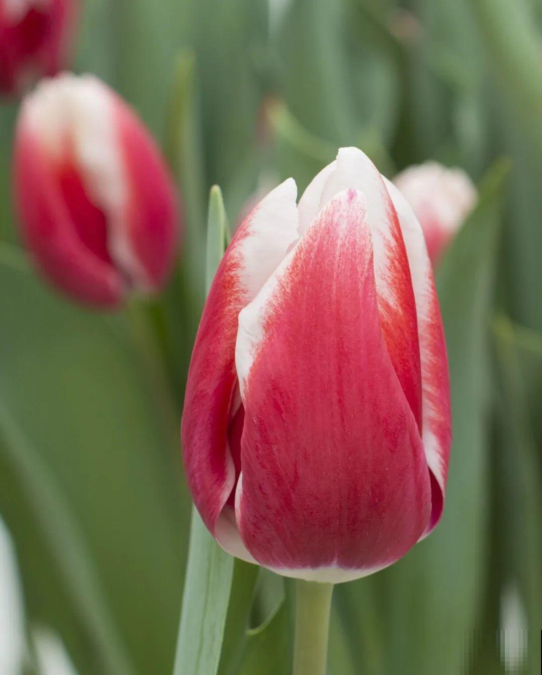 白胖的“大蒜”埋土里,1个月就开花,香味清新淡雅有格调! 白胖的“大蒜”埋土里,1个月就开花,香味清新淡雅有格调!