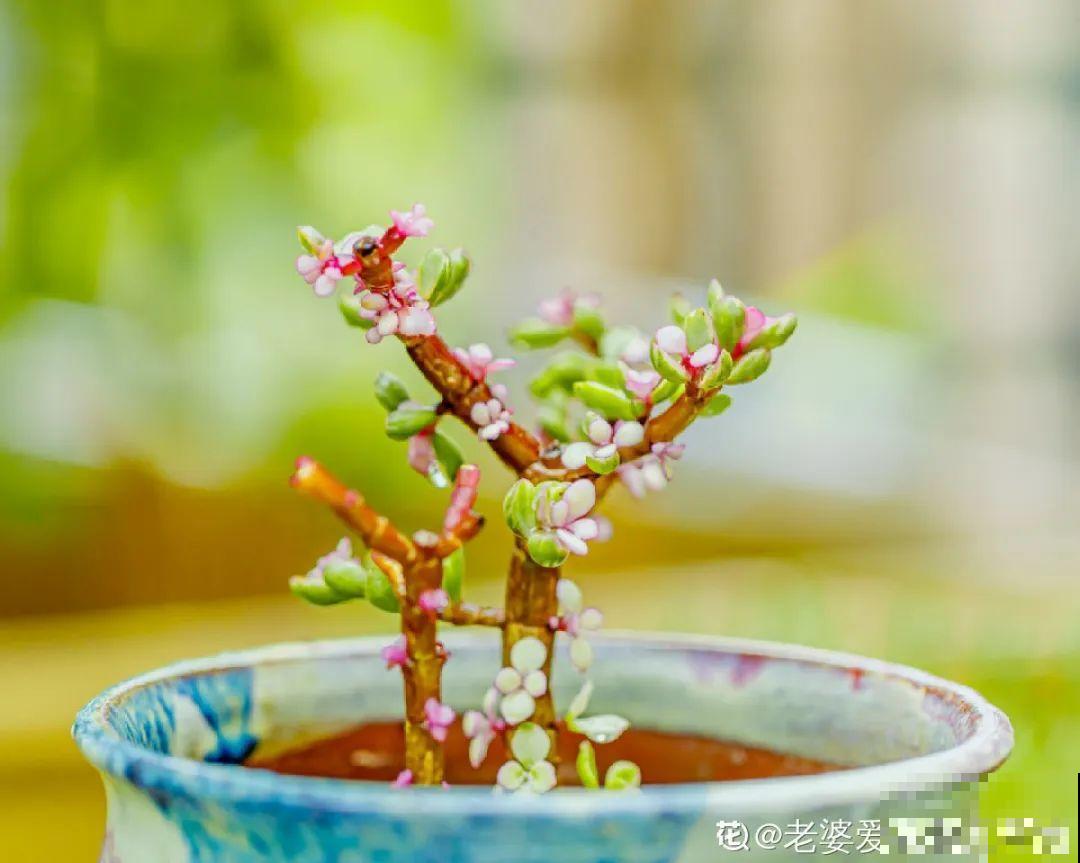 20种花,夏天要休眠,一浇水就死! 20种花,夏天要休眠,一浇水就死!