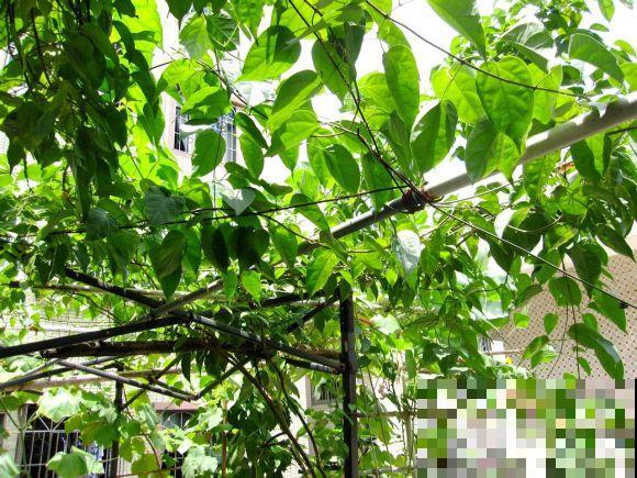 他租了个天台建花园，每日种菜养花，辛苦却很满足！