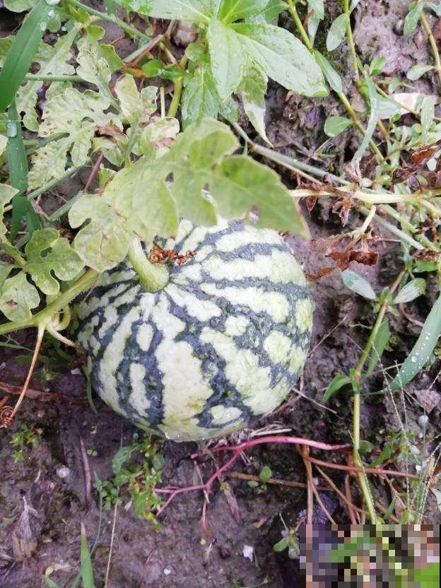 夏天就得多吃瓜,清热解毒还消暑,挑到好瓜最重要 夏天就得多吃瓜,清热解毒还消暑,挑到好瓜最重要