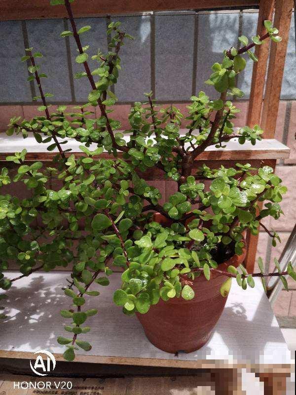 3种招财树,掰个枝条插水里,半个月长出大白根 3种招财树,掰个枝条插水里,半个月长出大白根