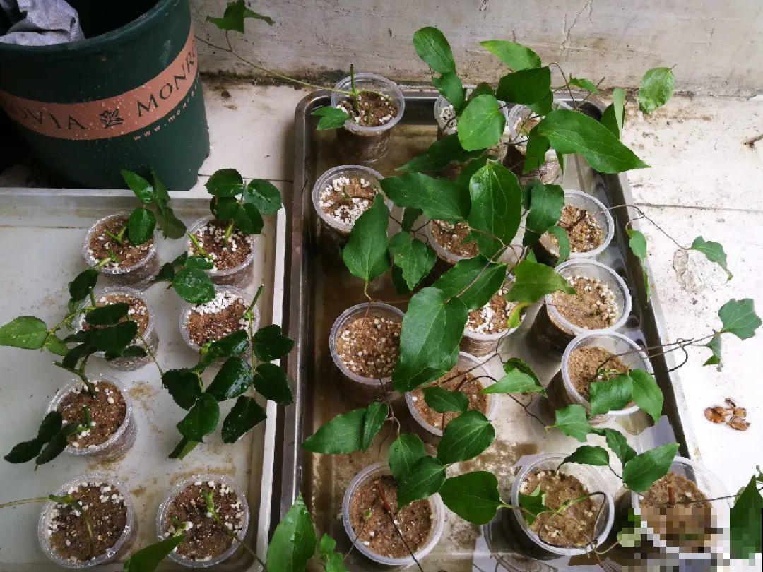 10种花,现在赶紧扦插,随便插土里就能活 10种花,现在赶紧扦插,随便插土里就能活